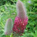 Trifolium rubens fleur